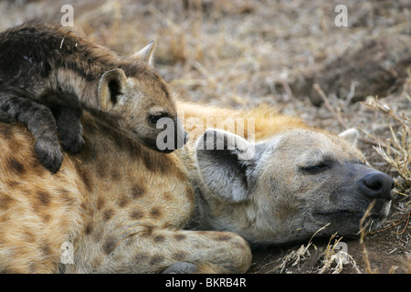 Spotted Hyaena, Kruger Park, Sud Afroca Foto Stock