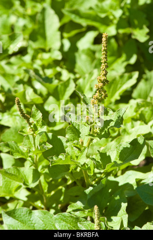 Buon Re Henry, povero-uomo di asparagi, Goosefoot perenni, Lincolnshire Spinaci, Markery, Chenopodium bonus-henricus Foto Stock