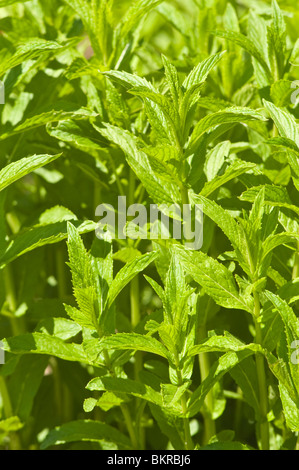 Mentha spicata, pianta medicinale, menta verde, Lippenblütler, mieta klosowa Foto Stock