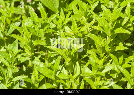 Mentha spicata, pianta medicinale, menta verde, Lippenblütler, mieta klosowa Foto Stock