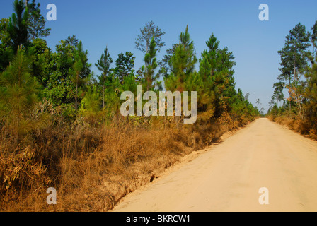 Mountain Pine Ridge riserva forestale, Cayo District, Maya di montagna, Belize, America Centrale Foto Stock