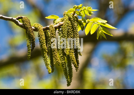 La molla amenti di giapponese di noce, Heartnut, Juglans ailanthifolia, Juglans ailantifolia var Cordiformis, Noce giapponese Foto Stock