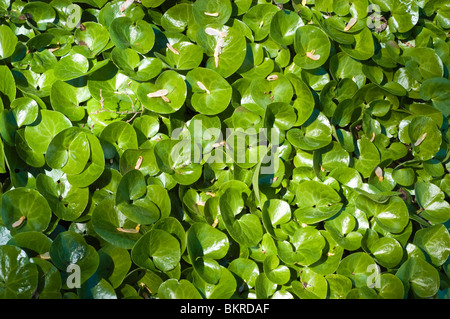 Asarum europaeum, pianta medicinale, asarabacca, Aristolochiacae, selvatico europeo Zenzero, Haselwort selvagge di Nardo, Europa Foto Stock