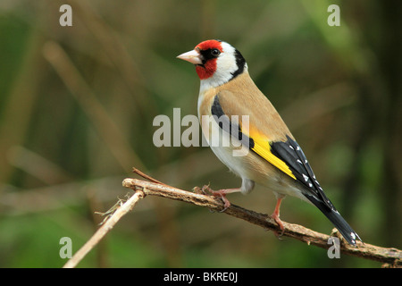 Una vista laterale di un cardellino (Carduelis carduelis) seduto su un ramo Foto Stock