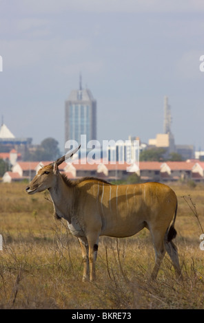 ELAND (Taurotragus oryx) con Nairobi città in background, il Parco Nazionale di Nairobi, Kenya Foto Stock