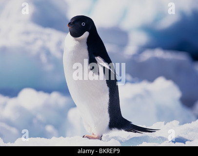 Adélie Pinguin Pygoscelis adeliae nell isola Paulet vicino a Penisola Antartica, Antartide Foto Stock