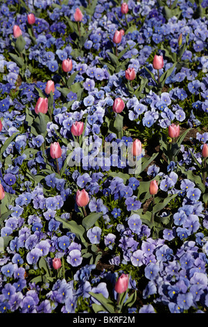 Tulipani rosa e viola pansies in Svizzera Foto Stock