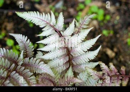 Athyrium niponicum Pictum var, Giapponese dipinto di felce, Woodsiaceae, Athyrium niponicum Pictum var, Borgogna Pizzi, Cina, Corea, Foto Stock