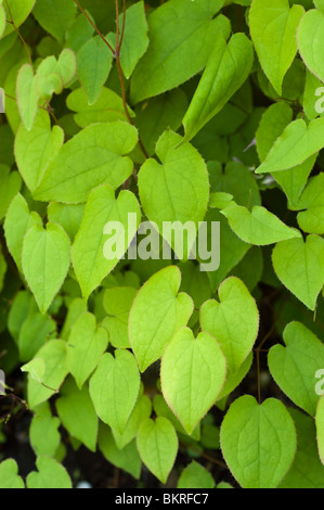 X Epimedium youngianum, Barrenwort, Vescovo di mitre, Vescovo il cappuccio, Berberidaceae epimedium, younga, Beni-Kujaku Foto Stock