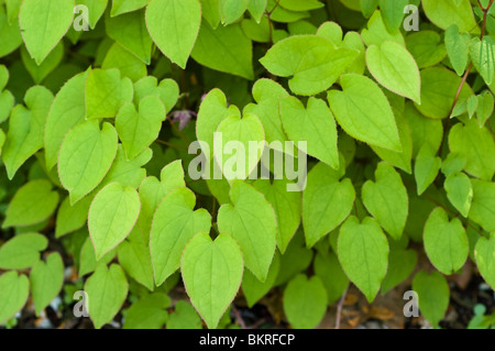 X Epimedium youngianum, Barrenwort, Vescovo di mitre, Vescovo il cappuccio, Berberidaceae epimedium, younga, Beni-Kujaku Foto Stock