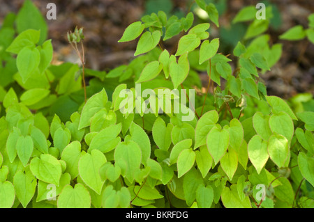 X Epimedium youngianum, Barrenwort, Vescovo di mitre, Vescovo il cappuccio, Berberidaceae epimedium, younga, Beni-Kujaku Foto Stock