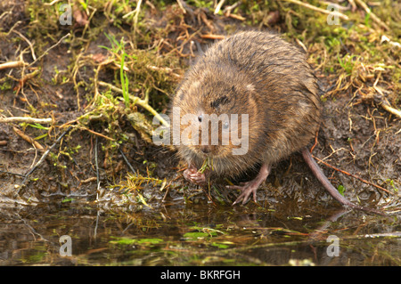 Acqua vole (Arvicola terrestris) Alimentazione accanto a un flusso REGNO UNITO Foto Stock