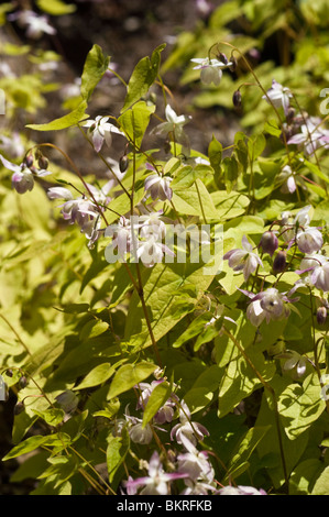 X Epimedium youngianum, Barrenwort, Vescovo di mitre, Vescovo il cappuccio, Berberidaceae epimedium, younga, Merlin Foto Stock