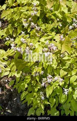 X Epimedium youngianum, Barrenwort, Vescovo di mitre, Vescovo il cappuccio, Berberidaceae epimedium, younga, Merlin Foto Stock