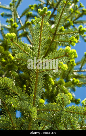 Nordmann abete, Abies nordmanniana, Pinaceae, gamma del Caucaso, Asia jodla kaukaska Foto Stock
