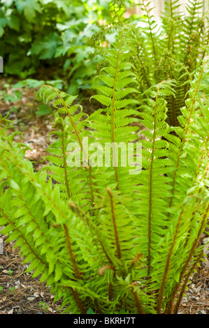 Dryopteris crassirhizoma, dryopteridaceae, Giappone, Corea, Manciuria, spessore di legno cotto a vapore la felce, nerecznica Foto Stock