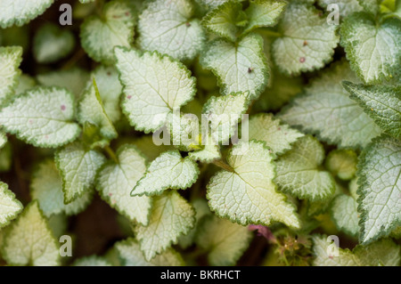 Primo piano del Lamium Maculatum (ortica bianca maculata), noto anche come Drago viola o jasnota plamista, caratterizzato da variegate foglie verde-argentato. Foto Stock