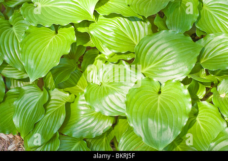 Hosta invincibile, Piantaggine Lily, Hostaceae Foto Stock
