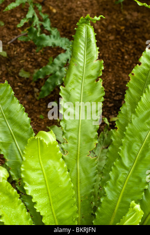 Asplenium nidus, A. ficifolium, Thamnopteris nidus, felce, Aspleniaceae, Bird's Nest Fern Foto Stock