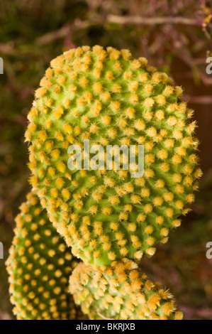 Primo piano di Bunny Ear Cactus, Bunny Cactus, Polka-dot Cactus, Opuntia microdasys, Cactaceae con glochidi gialli su tamponi verdi. Foto Stock