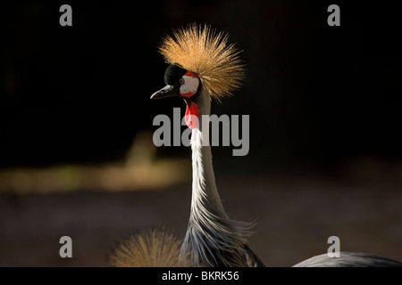 Riprese per il World Wildlife Fund Ottobre 6, 2009 at Virginia Zoo in Norfolk, Virginia. Foto Stock