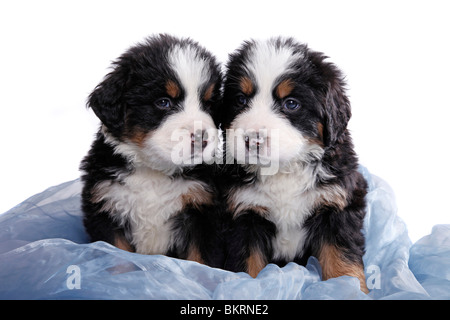 Berner Sennenhund Welpen / Bovaro del Bernese cuccioli Foto Stock