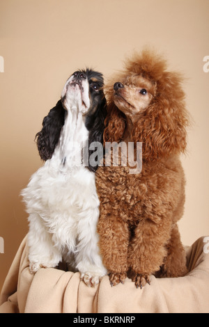 Liegender American Cocker Spaniel / giacente Cocker Spaniel Foto Stock