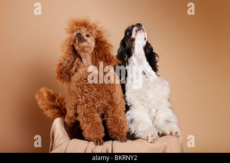American Cocker Spaniel und Pudel / American Cocker Spaniel e barbone Foto Stock
