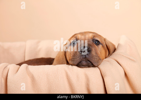 Liegender Tosa inu Welpe / giacente Tosa inu cucciolo Foto Stock