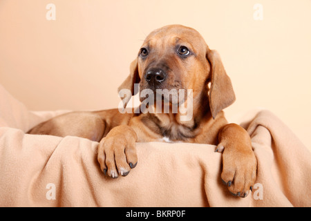 Liegender Tosa inu Welpe / giacente Tosa inu cucciolo Foto Stock