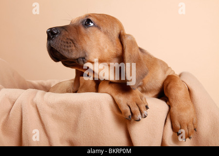 Liegender Tosa inu Welpe / giacente Tosa inu cucciolo Foto Stock