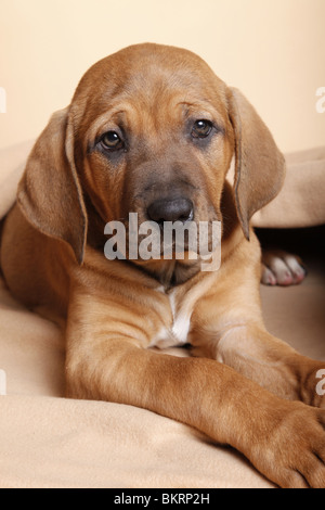 Liegender Tosa inu Welpe / giacente Tosa inu cucciolo Foto Stock