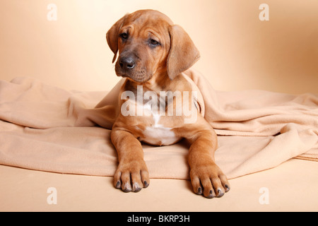 Liegender Tosa inu Welpe / giacente Tosa inu cucciolo Foto Stock