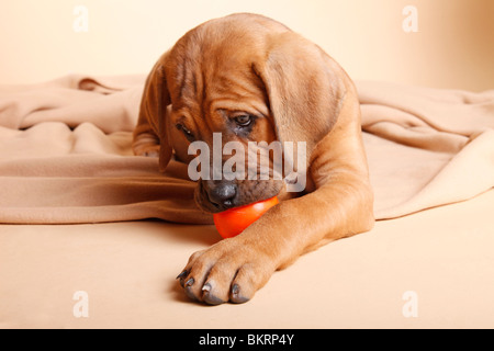 Liegender Tosa inu Welpe / giacente Tosa inu cucciolo Foto Stock