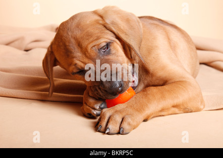 Liegender Tosa inu Welpe / giacente Tosa inu cucciolo Foto Stock