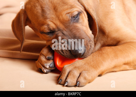 Liegender Tosa inu Welpe / giacente Tosa inu cucciolo Foto Stock