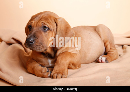 Liegender Tosa inu Welpe / giacente Tosa inu cucciolo Foto Stock