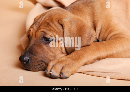 Liegender Tosa inu Welpe / giacente Tosa inu cucciolo Foto Stock