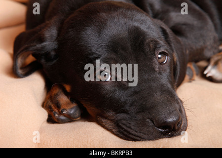 Liegender Tosa inu Welpe / giacente Tosa inu cucciolo Foto Stock