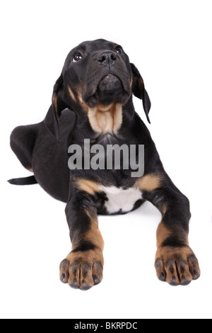 Liegender Tosa inu Welpe / giacente Tosa inu cucciolo Foto Stock