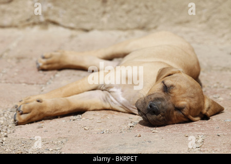 Liegender Tosa inu Welpe / giacente Tosa inu cucciolo Foto Stock