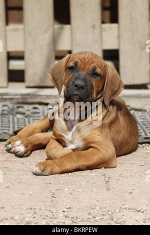 Liegender Tosa inu Welpe / giacente Tosa inu cucciolo Foto Stock