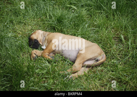 Liegender Tosa inu Welpe / giacente Tosa inu cucciolo Foto Stock