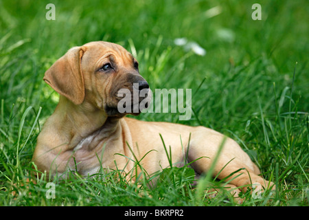 Liegender Tosa inu Welpe / giacente Tosa inu cucciolo Foto Stock
