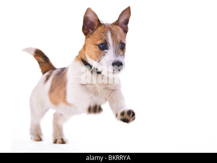 Jack Russell cucciolo marrone e bianco in studio Foto Stock