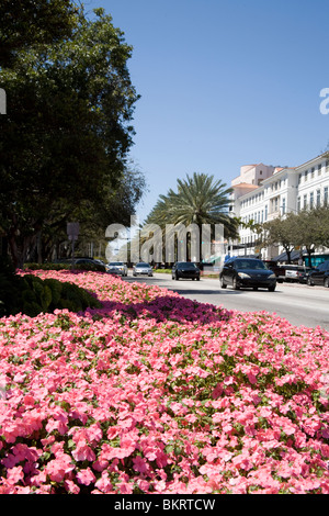 Fiori di colore rosa all'ingresso del Miracle Mile Coral Gables, Miami Florida Foto Stock