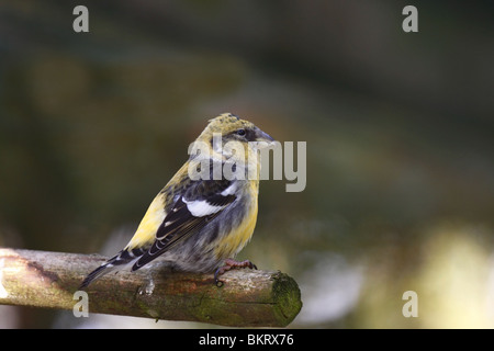 Il legame Crossbill, Crossbill, femmina, Foto Stock