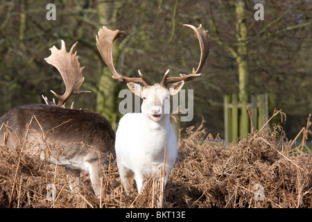 Un bianco daini stag (Dama Dama) Foto Stock