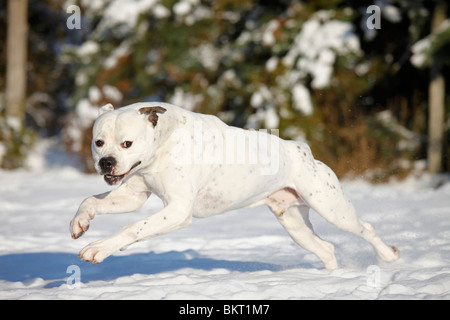 Rennende Amerikanische Bulldogge / running bulldog americano Foto Stock