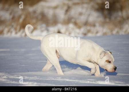 Rennende Amerikanische Bulldogge / running bulldog americano Foto Stock